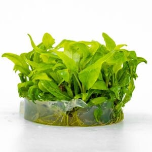 Hygrophila costata IN VITRO CUP