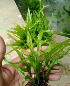 Microsorum pteropus bent wing ADET