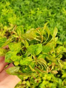 Ludwigia rubin variegated SAKSI