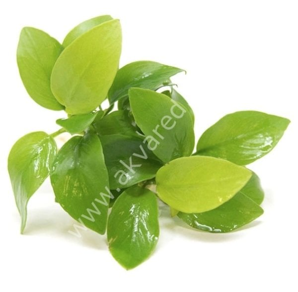 Anubias golden ADET ÖN SİPARİŞ