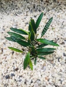 Aridarum mini leaf SAKSI İTHAL