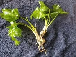 Nuphar japonicum (Yumru) ADET