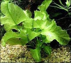 Nuphar japonicum (Yumru) ADET