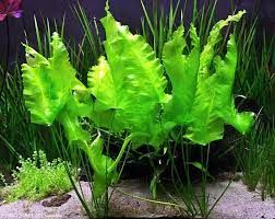 Nuphar japonicum (Yumru) ADET
