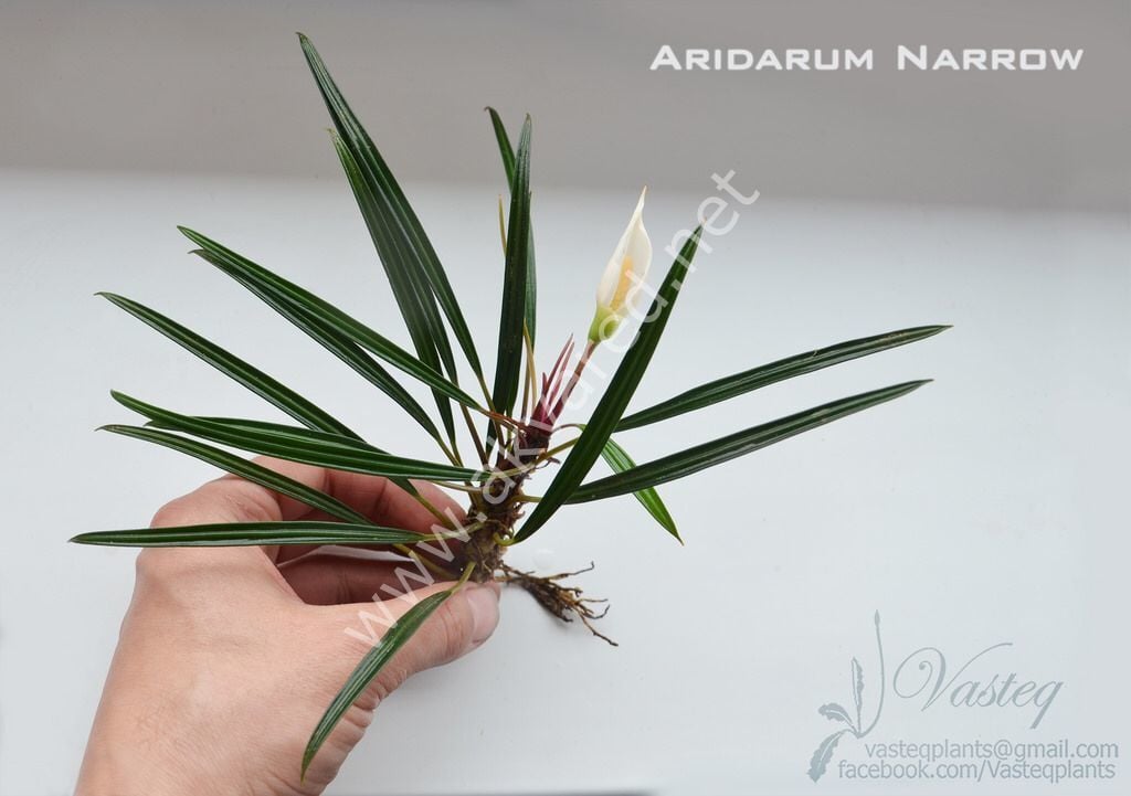Aridarum long leaf SAKSI İTHAL