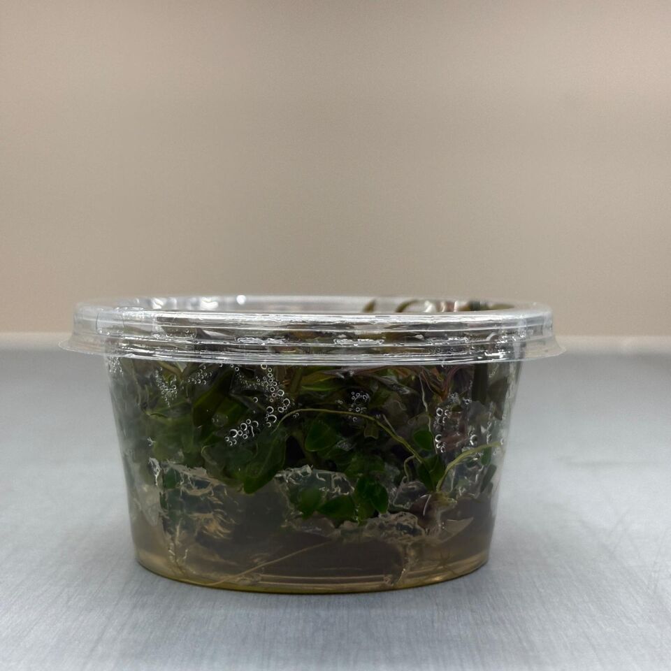 Hygrophila ringens IN VITRO