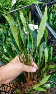 Anubias afzelii İTHAL ADET ÖN SİPARİŞ