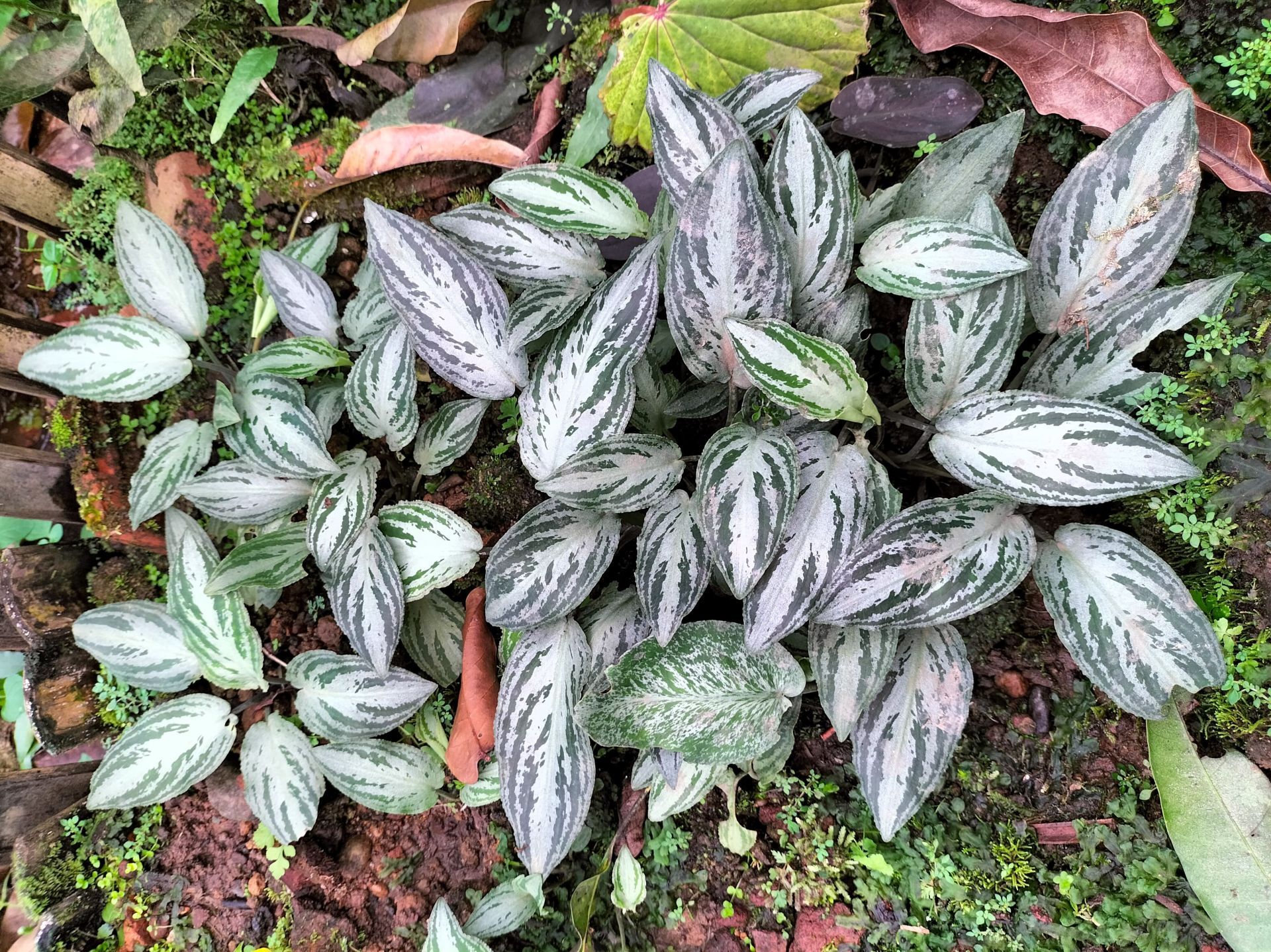 Lagenandra silver powder ADET