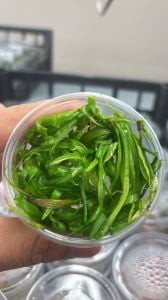 Echinodorus latifolius IN VITRO CUP