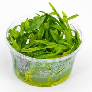Echinodorus latifolius IN VITRO CUP