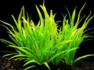 Echinodorus latifolius IN VITRO CUP