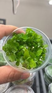 Shinnersia rivularis IN VITRO JAR (KAVANOZ)