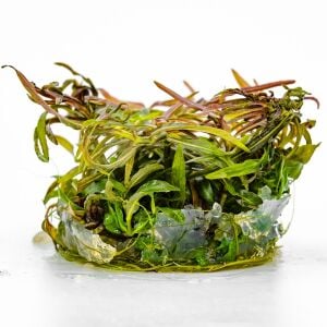 Hygrophila lancea araguaia brown sugar PREMİUM POT