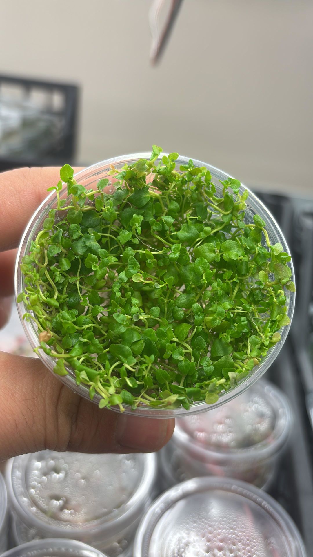 Cardamine lyrata IN VITRO JAR (KAVANOZ)