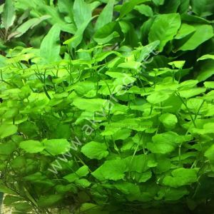 Cardamine lyrata IN VITRO JAR (KAVANOZ)