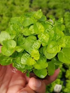 Cardamine lyrata IN VITRO JAR (KAVANOZ)