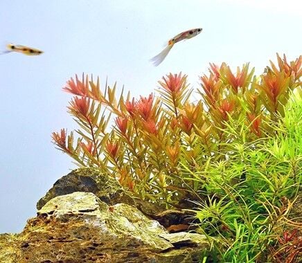 Rotala orange juice PREMIUM POT