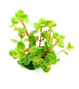 Rotala orange juice PREMIUM POT