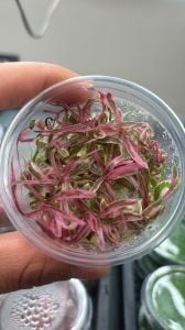 Hygrophila lancea araguaia pink lady IN VITRO CUP