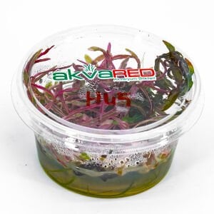 Hygrophila lancea araguaia pink lady IN VITRO CUP