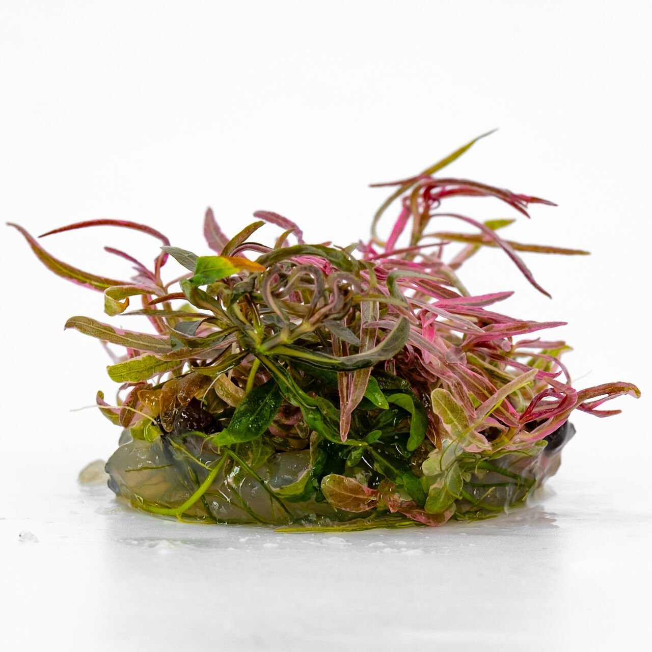 Hygrophila lancea araguaia pink lady IN VITRO CUP