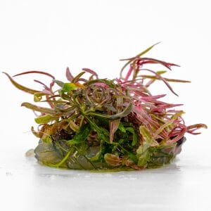 Hygrophila lancea araguaia pink lady IN VITRO CUP