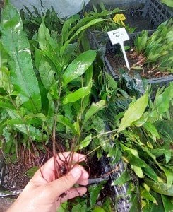 Bolbitis sp. ADET - ÖN SİPARİŞ