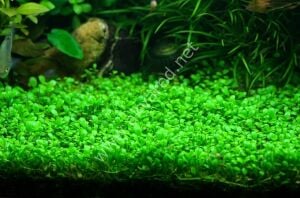 Glossostigma elatinoides PREMIUM POT