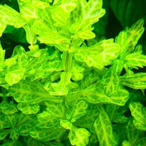 Shinnersia rivularis IN VITRO CUP