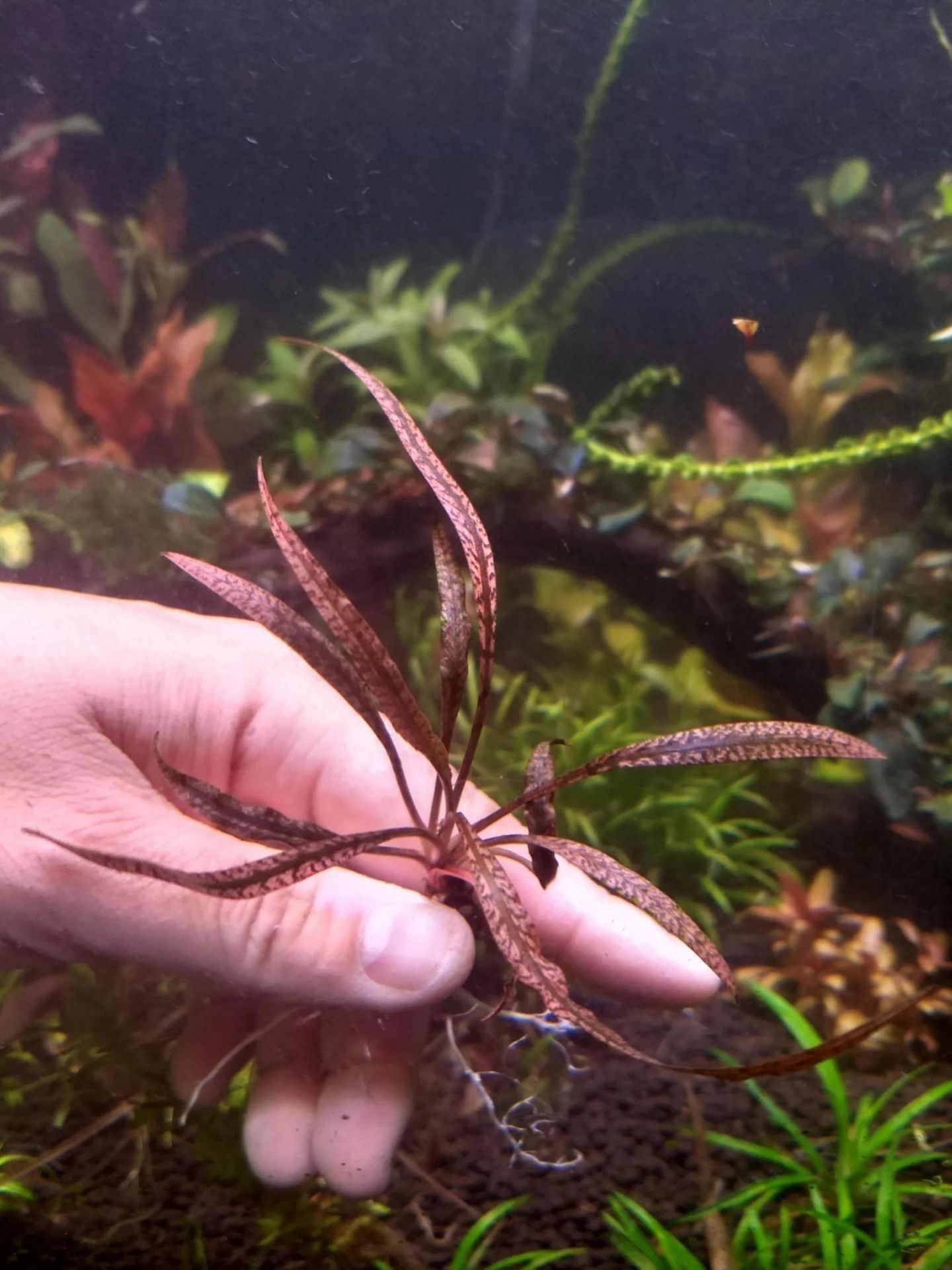 Cryptocoryne spiralis TİGER ADET