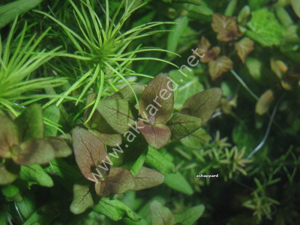 Bacopa salzmannii araguaia EXVITRO