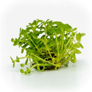 Bacopa salzmannii araguaia EXVITRO