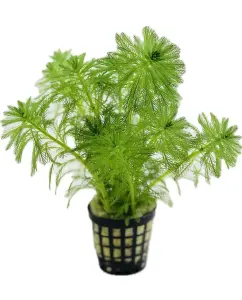 Myriophyllum aquatica SAKSI