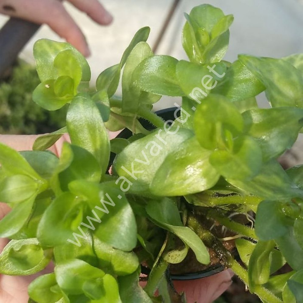 Bacopa aurea SAKSI