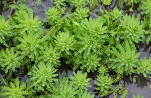 Myriophyllum aquatica SAKSI