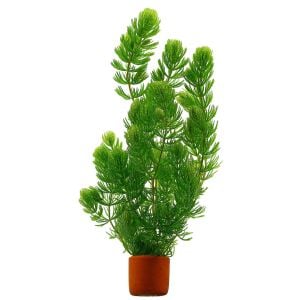 Ceratophyllum demersum (Sert Tilki Kuyruğu/Çam) BUKET 