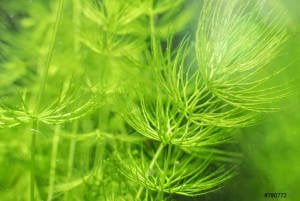 Ceratophyllum demersum (Sert Tilki Kuyruğu/Çam) BUKET