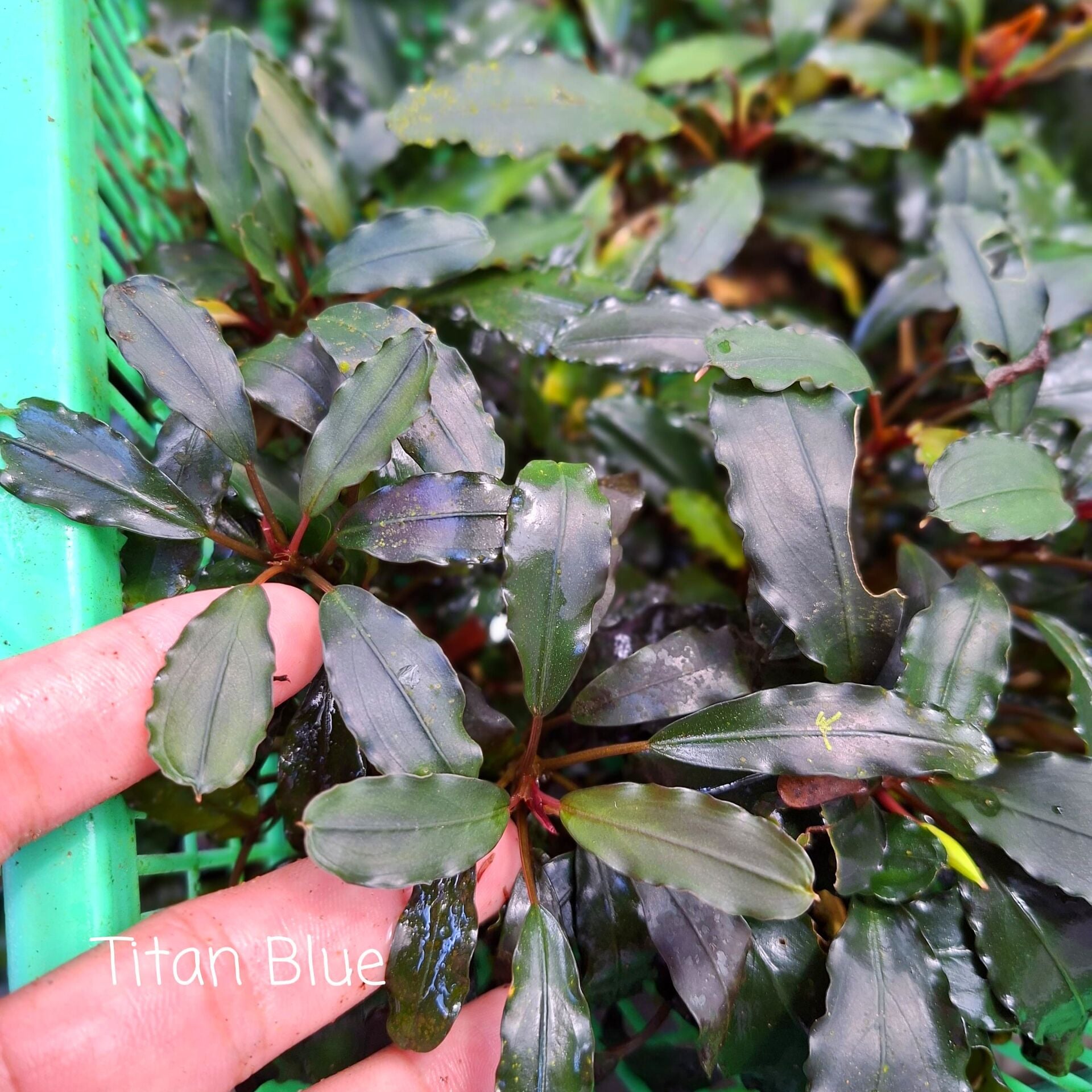 Bucephalandra titan 10x10cm PORSİYON