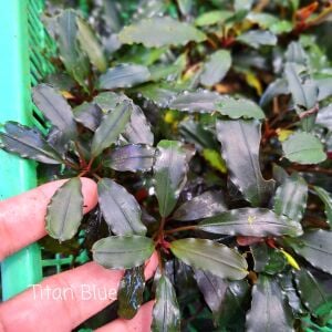 Bucephalandra titan blue 10x10cm PORSİYON