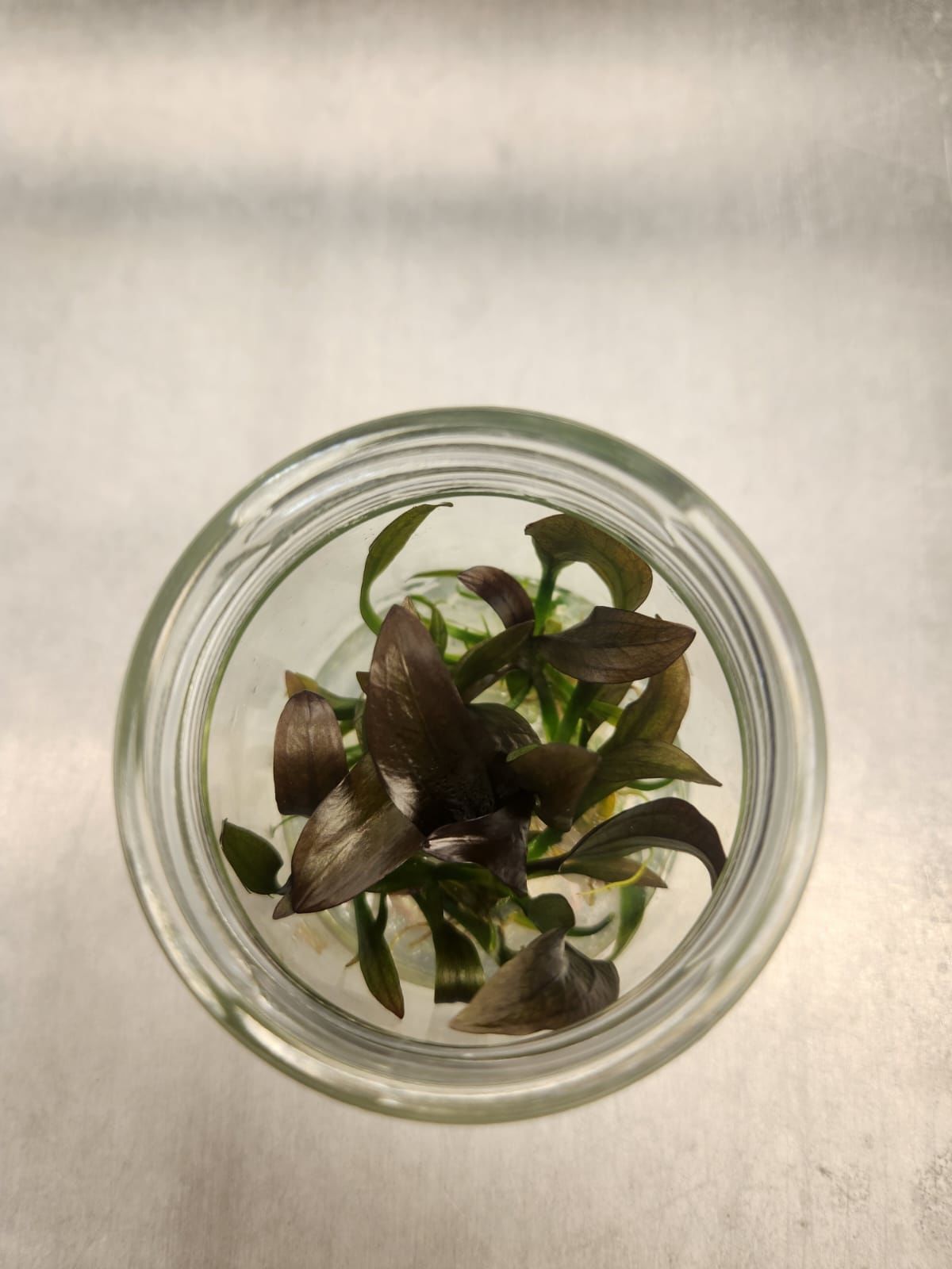 Echinodorus red diamond IN VITRO JAR (KAVANOZ)