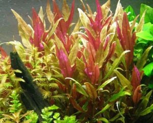Alternanthera reineckii pink İTHAL BUKET ÖN SİPARİŞ