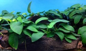 Anubias barteri broad leaf mini EXVITRO