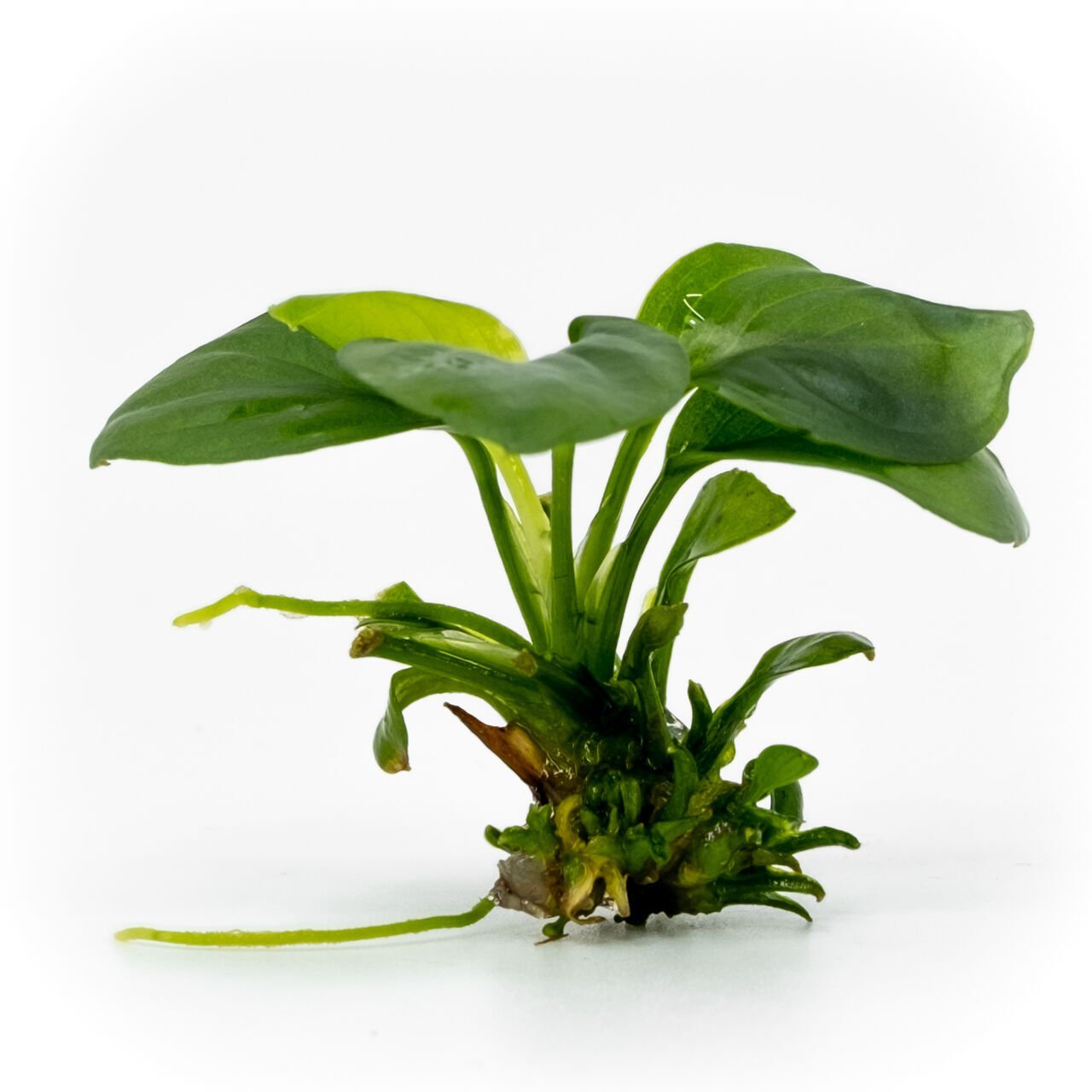 Anubias barteri broad leaf mini EXVITRO