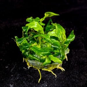 Anubias glabra mini (dragon claw) EXVITRO