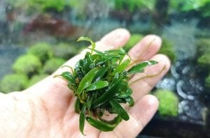 Anubias glabra mini (dragon claw) EXVITRO