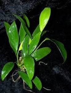 Anubias glabra mini (dragon claw) EXVITRO