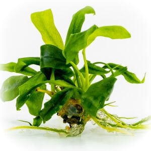 Anubias glabra mini EXVITRO