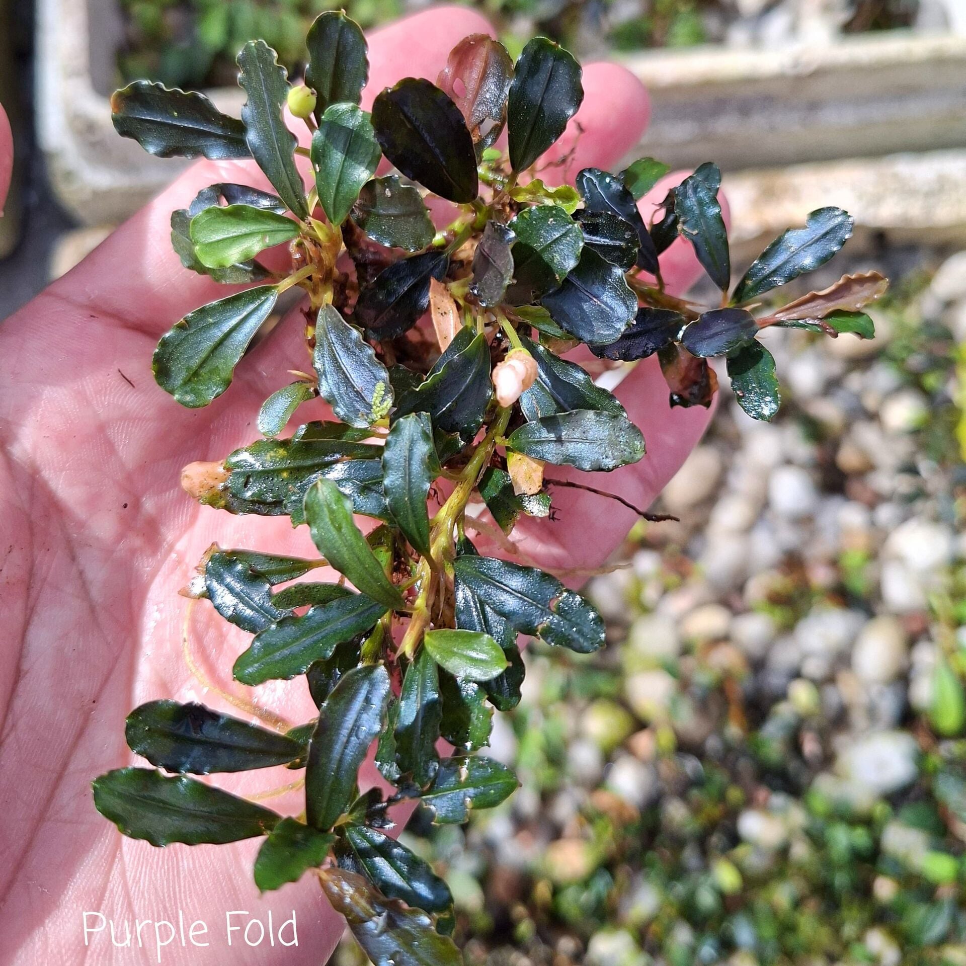Bucephalandra purple fold 10x10CM