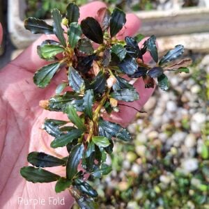 Bucephalandra purple fold 10x10CM 