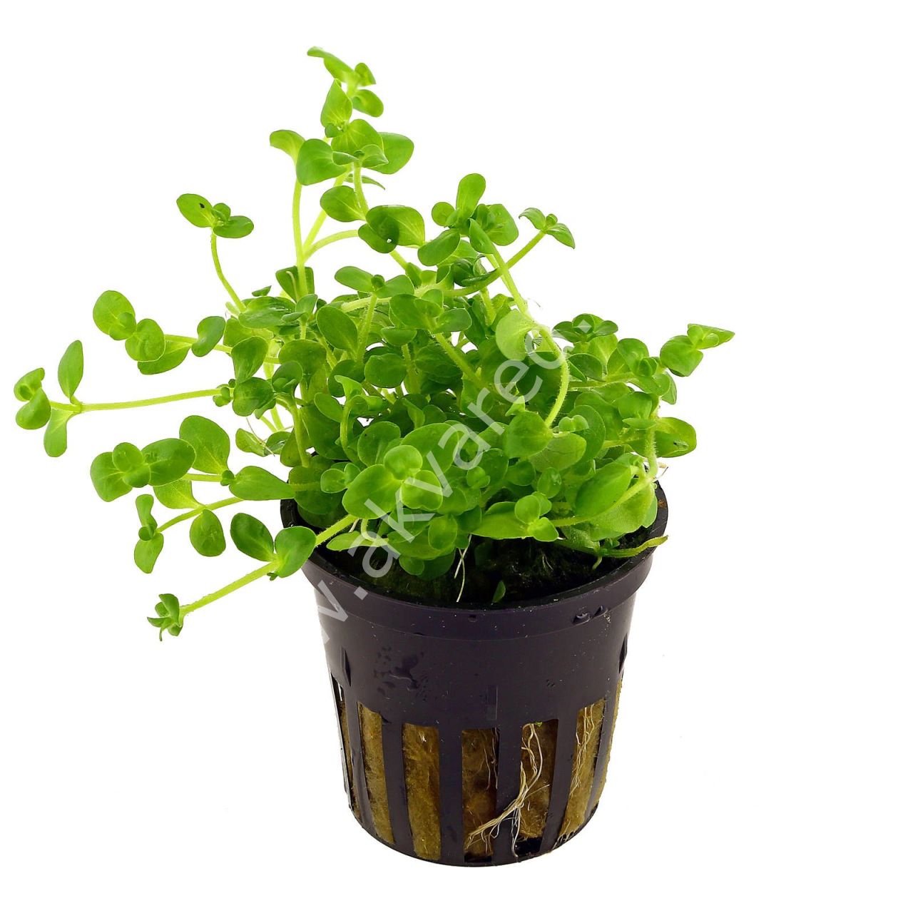 Bacopa australis SAKSI